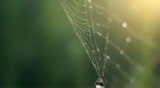 Macro Photography: Exploring the Tiny World