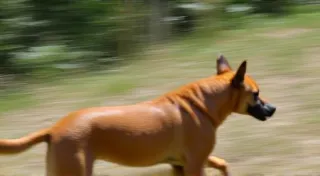 Shutter Speed Explained: Capturing Motion and Stillness