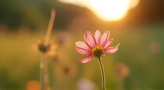 Understanding Aperture: A Beginner's Guide
